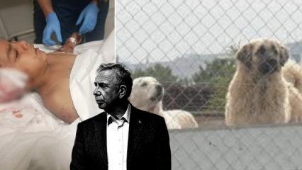 Ankaralı &lsquo;Yavaş Yavaş&rsquo; par&ccedil;alanıyor! ABB seyrediyor başıboş k&ouml;pek ter&ouml;r&uuml; yayılıyor