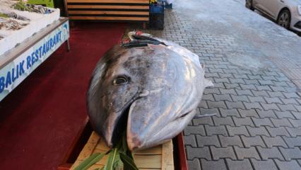 Bir g&uuml;n arayla ikinci dev av: 353 kiloluk orkinos Samsun'da tezgaha indi