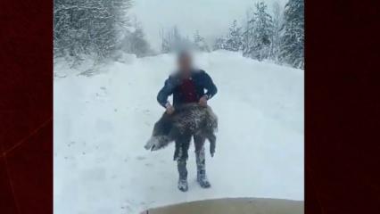 Sinop'ta bir kişi elleriyle domuz yakaladı