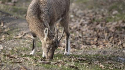 Tunceli'de zirvelerden inen yaban ke&ccedil;ileri &Ccedil;emişgezek il&ccedil;esinde g&uuml;venle yaşıyor