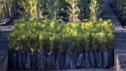 T&uuml;rkiye'de ge&ccedil;en yıl 517 milyon fidan ve tohum toprakla buluştu