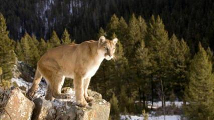 Kan donduran olay: Y&uuml;r&uuml;y&uuml;ş yapan kadın puma saldırısında &ouml;ld&uuml;