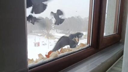 Y&uuml;rekleri ısıtan hareket: Pencere &ouml;n&uuml;ne ekmek bırakarak kuşları beslediler