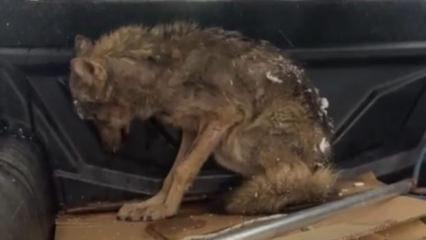 Zonguldak'ta a&ccedil; kalan kurt k&ouml;pek kul&uuml;besine sığındı