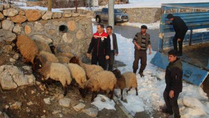 35 koyunu telef olmuştu: Devlet besicinin y&uuml;z&uuml;n&uuml; g&uuml;ld&uuml;rd&uuml;