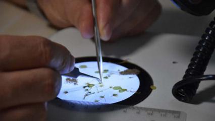 İzmir'de heyecanlandıran keşif! D&uuml;nya'da 16, T&uuml;rkiye'de 8 oldu