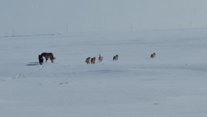 Adilcevaz'da s&uuml;r&uuml; halinde gezen k&ouml;pekler k&ouml;y halkını tedirgin ediyor