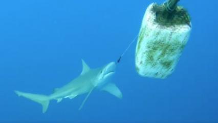 Antalya'da dalgı&ccedil;lar burnuna kanca takılan k&ouml;pek balığını kurtardı