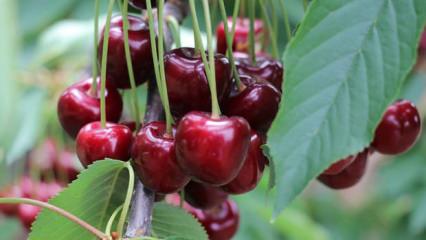 Fiyatı duyanlar kulaklarına inanamadı! Tanesi tam 7 bin 100 TL!