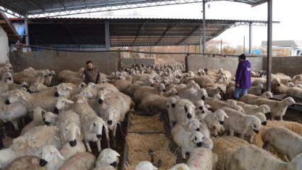 82 yaşındaki Celal dede başlattı! Torunu İngiltere'den koşup geldi! 