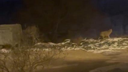 G&ouml;ren telefona sarıldı: Başkentin sokaklarında şaşırtan manzara!