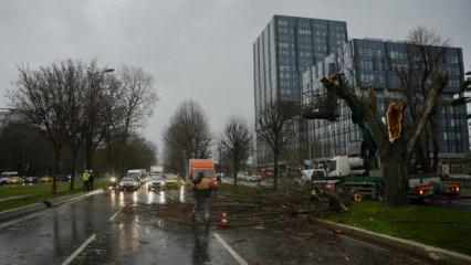 İstanbul'da korkutan anlar: Yoldan ge&ccedil;en ara&ccedil;ların &uuml;zerine ağa&ccedil; devrildi!