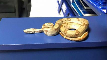 Kafeye mısır yılanı ile gitti; 11 bin 977 TL ceza yedi