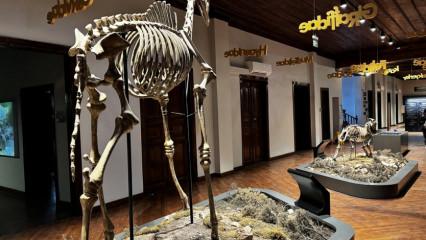 Milyon yıllık fosiller bu m&uuml;zede! 39 bine yakın ziyaret&ccedil;i &ccedil;ekti