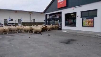 Şaşkına &ccedil;eviren g&ouml;r&uuml;nt&uuml;ler: Koyun s&uuml;r&uuml;s&uuml; s&uuml;permarketi bastı