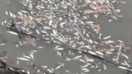 Yeşilırmak'ta onlarca balık &ouml;l&uuml;m&uuml;