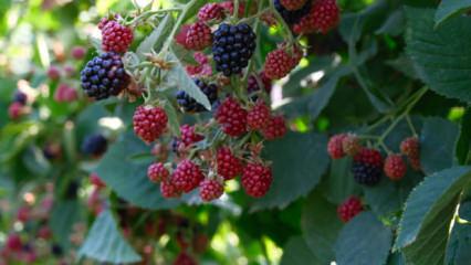 Kestel'de ahududu ve b&ouml;ğ&uuml;rtlen &uuml;retimi Sırbistan modeliyle artırılacak