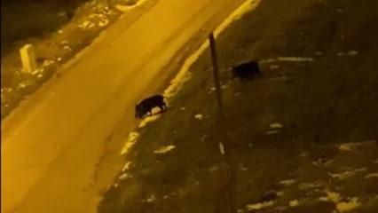 A&ccedil; kalan domuzlar şehre indi