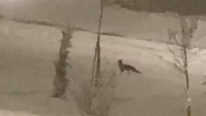 A&ccedil; kalan tilki şehir merkezine indi