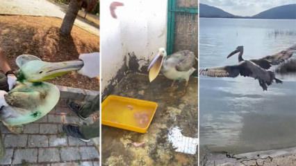 Ak pelikan doğaya d&ouml;nd&uuml;