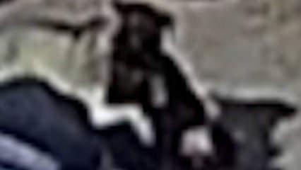 Antalya'da beslediği k&ouml;peğin saldırısına uğrayan kişi yaralandı