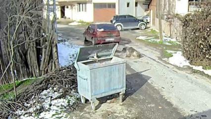 Aracın ezdiği k&ouml;peğin r&ouml;ntgeninde yaklaşık 400 sa&ccedil;ma tespit edildi