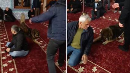 Cuma namazı &ouml;ncesi camiye giren k&ouml;pek şaşkına &ccedil;evirdi