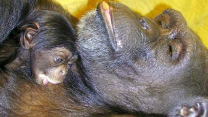 &Ccedil;ince ve İngilizce okuyabiliyordu..."Dahi" şempanze 49 yaşında &ouml;ld&uuml;