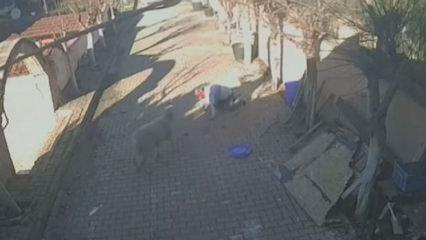 Silivri'de &ouml;fkeli ko&ccedil;, sahibinin kaburgalarını boynuzlaya boynuzlaya kırdı