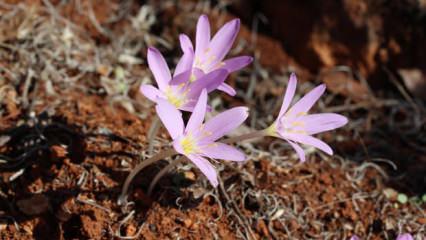 Dokunmak bile cesaret ister: Renklerine aldanıp koparmayın! Cezası cep yakıyor