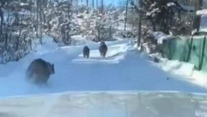 G&ouml;ren telefonuna sarıldı! Kış uykusuna yatmadılar, aile boyu gezmeye &ccedil;ıktılar!