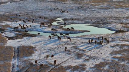 H&uuml;rmet&ccedil;i Sazlığı'ndaki yılkı atları g&uuml;n batımında dronla g&ouml;r&uuml;nt&uuml;lendi