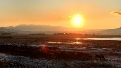 H&uuml;rmet&ccedil;i Sazlığı&rsquo;ndaki yılkı atları g&uuml;n batımında g&ouml;r&uuml;nt&uuml;lendi