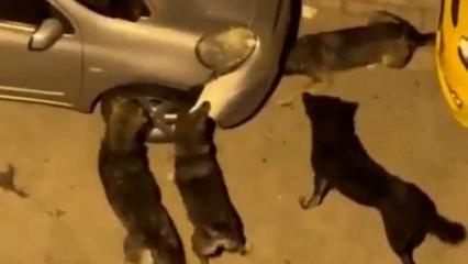 İstanbul'da Başıboş k&ouml;pekler park halindeki aracı par&ccedil;aladı