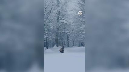 Kocaeli Kartepe'de g&ouml;r&uuml;nt&uuml;lenen  kızıl geyik mest etti