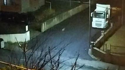 A&ccedil; kalan &ccedil;akal s&uuml;r&uuml;s&uuml; şehre indi