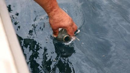 Maden: "Rize-&Ccedil;ayeli a&ccedil;ıklarında petrol sızıntısı analizleri olumlu &ccedil;ıktı"