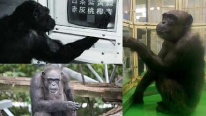 D&uuml;nyanın en dahi şempanzesi &ouml;ld&uuml;