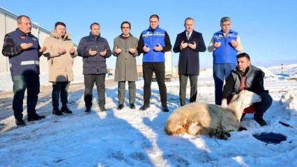 Sivas'ta kar yağışı sonrası ş&uuml;k&uuml;r kurbanı kesildi