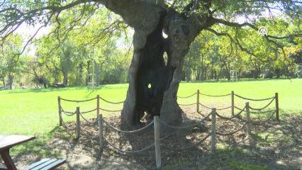 T&uuml;rkiye'nin en yaşlı &ccedil;ınarı İstanbul'da 1400 yıldır ayakta