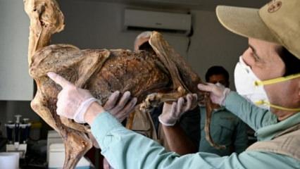 Yaşları 130 ile bin 800 yıl arasında! Mağarada bulundular...