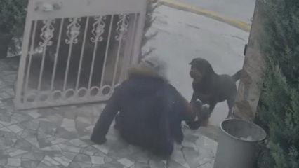 Ankara'da dehşet anları! Başıboş k&ouml;peklerin saldırdığı kadın yaralandı