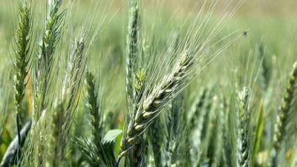 Antalya'dan d&uuml;nyaya a&ccedil;ılmıştı: Polonya merkezli şirket satın aldı