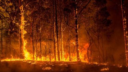 Avustralya'da orman yangınları devam ediyor: Hava sıcaklığı 50 dereceye dayandı!