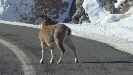 Bayburt&rsquo;ta nesli tehlike altındaki dağ ke&ccedil;ileri yola indi