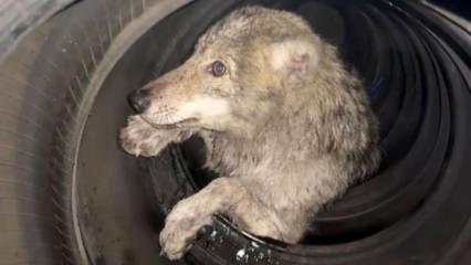 Bing&ouml;l'de yolunu şaşıran kurt girdiği d&uuml;kkanda panik yarattı