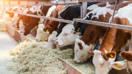 &Ccedil;ok nadir g&ouml;r&uuml;l&uuml;yor! Edirne'de besicinin y&uuml;z&uuml;n&uuml; mucize doğum g&uuml;ld&uuml;rd&uuml;