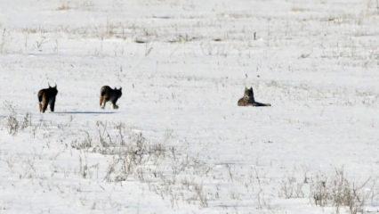 Elazığ'da nesli tehlike altındaki vaşak ailesi g&ouml;r&uuml;nt&uuml;lendi