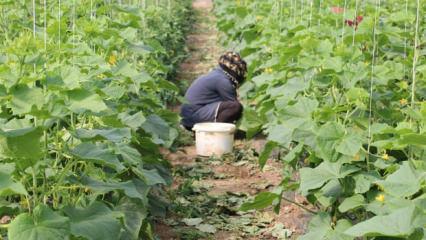 &Ccedil;ift&ccedil;inin y&uuml;z&uuml; g&uuml;ld&uuml;! Devlet y&uuml;zde 50 hibe desteği sağlayacak