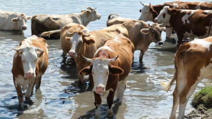 Eskişehir'de 22 b&uuml;y&uuml;kbaş hayvanını satan besici dolandırıldı
